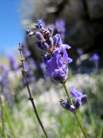 Lavendel - Provence